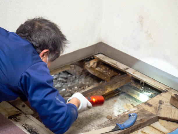 Best Mold Removal Near Me  in Timberne, LA