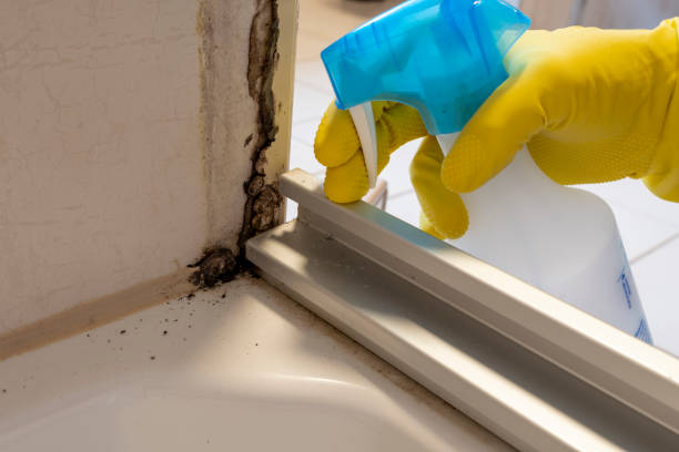Best Fast Mold Removal  in Timberne, LA