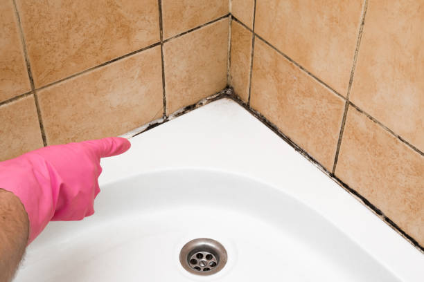 Best Home Mold Removal  in Timberne, LA